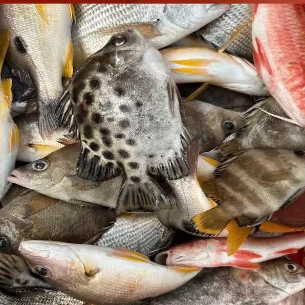 《台州阿玲》残次 杂鱼海鲜推荐 顺丰包邮 鱼鲜冷冻食用
