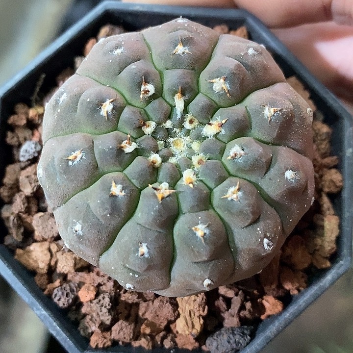 孤品实生紫皮超短刺怪龙丸完美品相4.5cm