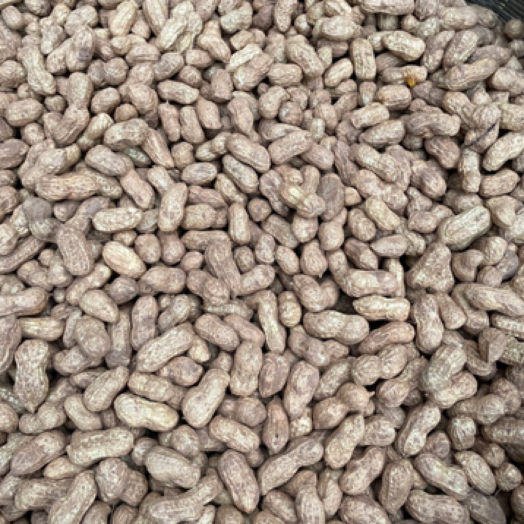 【阿林】老品种干花生