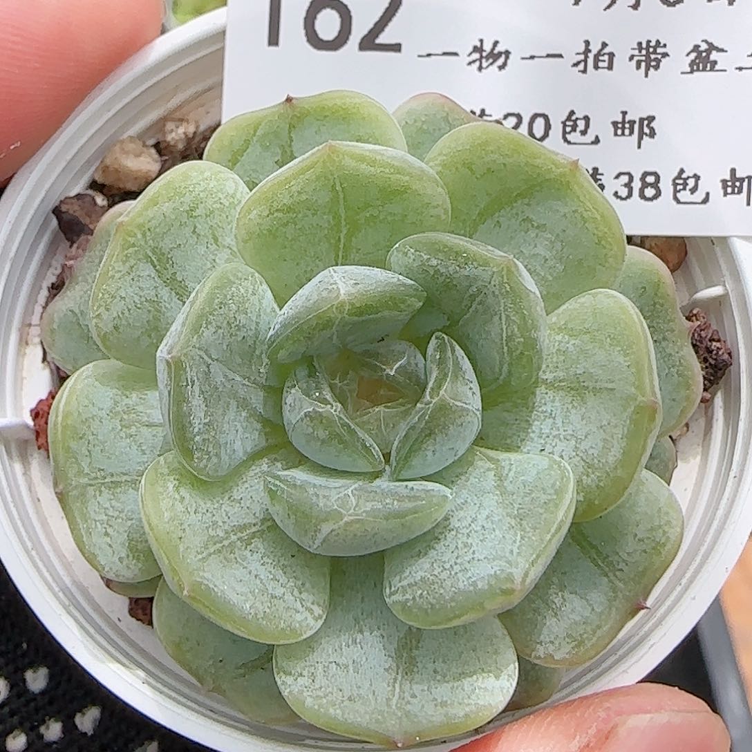 多肉0705-162福利福利