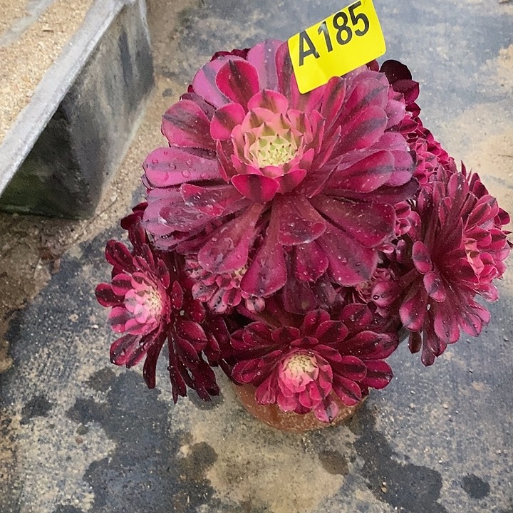 红通白多肉法师185