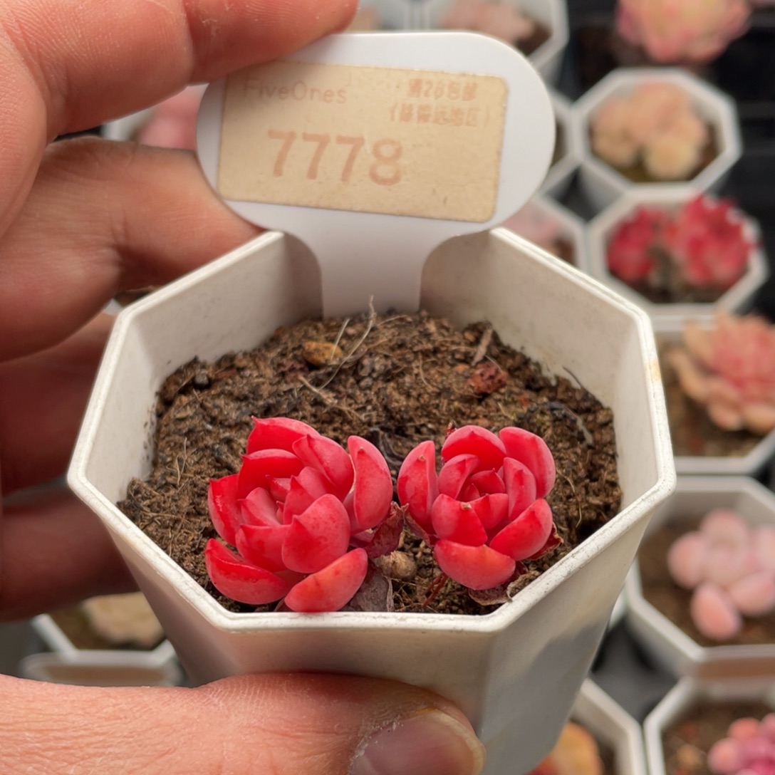 高贵7778-4.0厘米