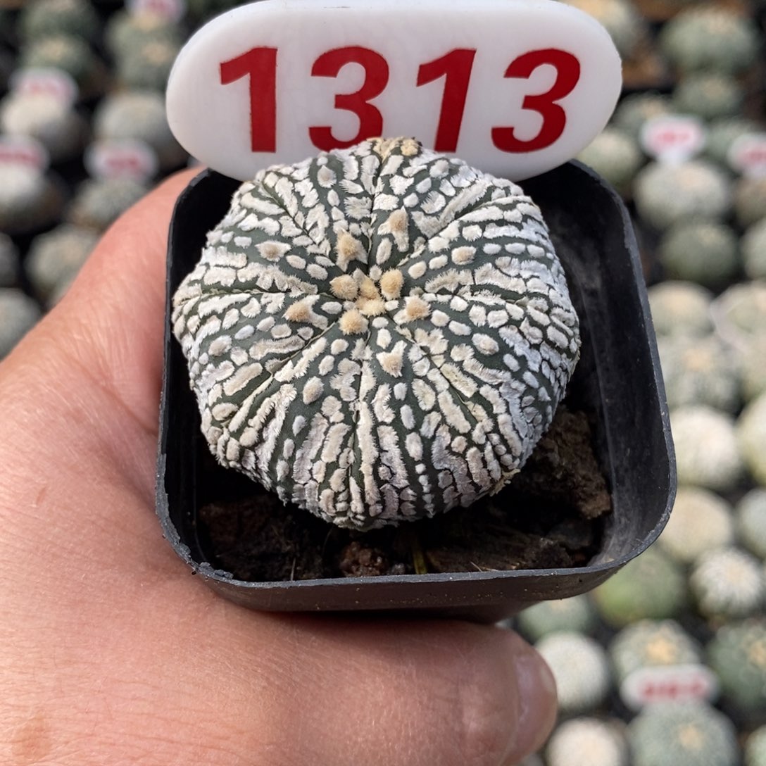  1313特价系列福利