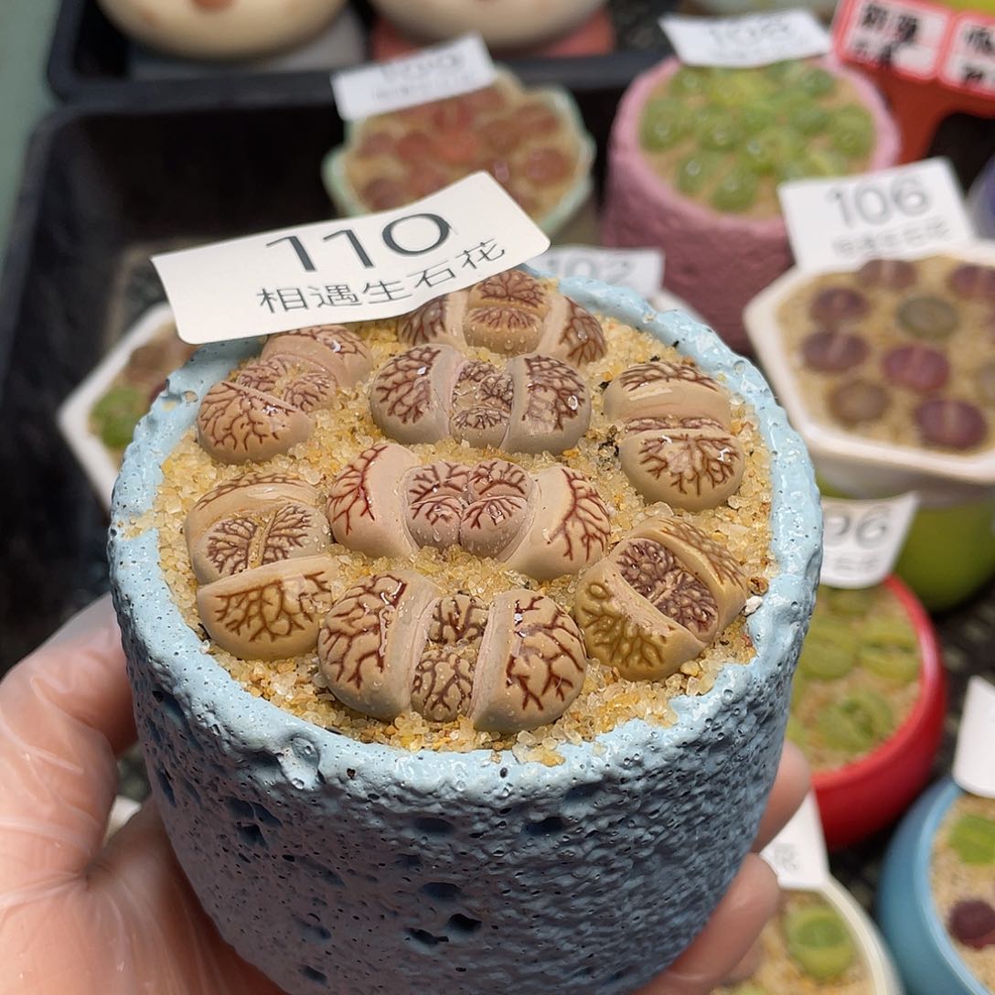 相遇生石花链接110