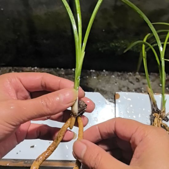 完全开放银杆素边艺