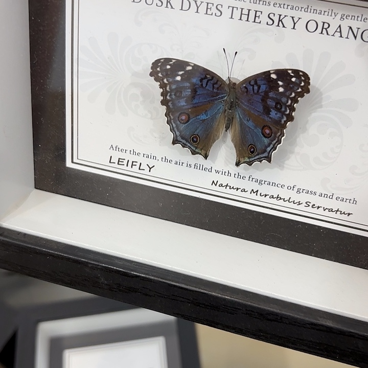 水***淋蝴蝶标本定制258@