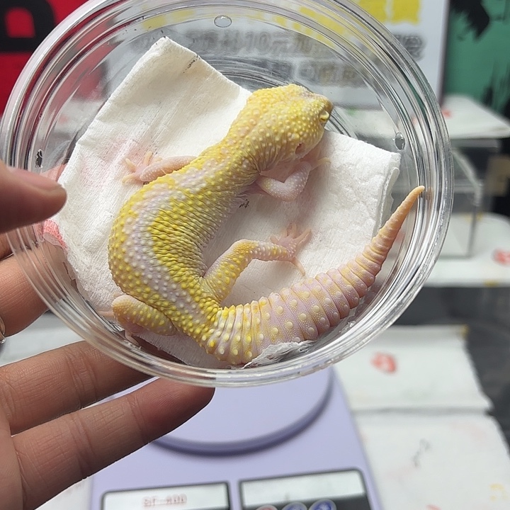 豹纹守宫白黄红眼暴龙V195妹妹