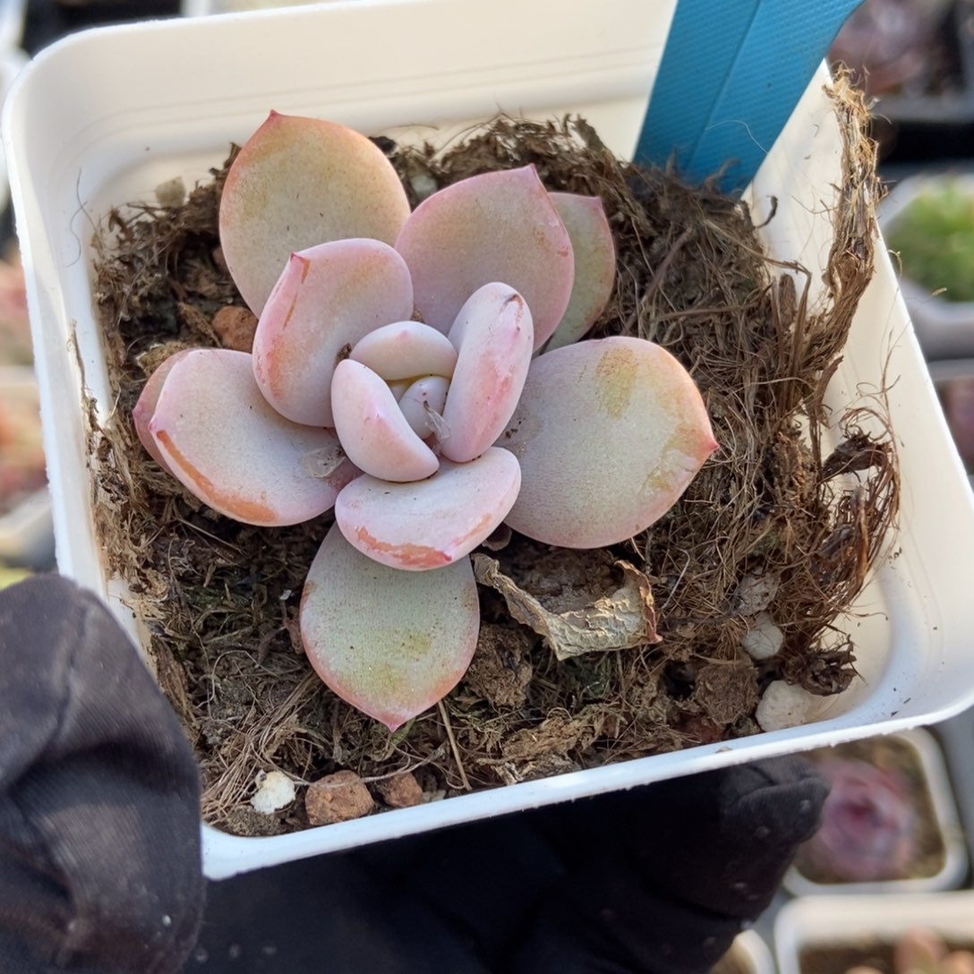 094奶茶多肉植物保护