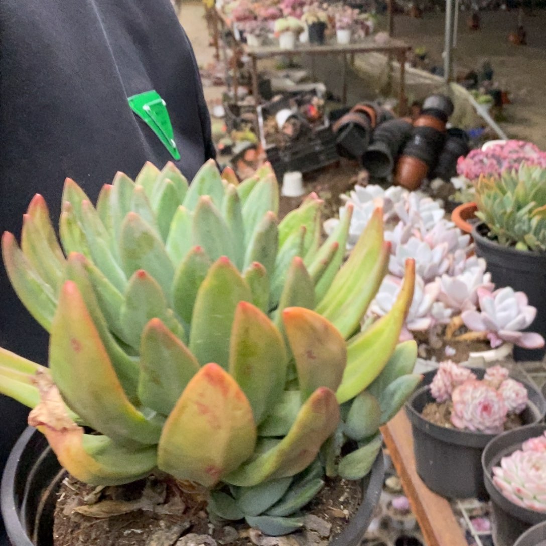 海洋之歌大单头老桩