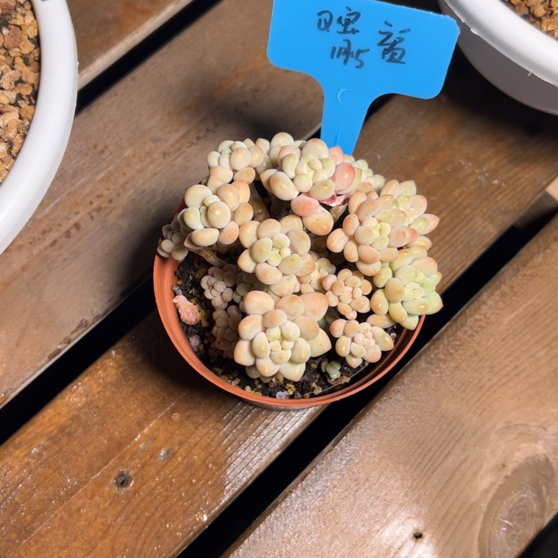 一物一拍链接，q宝福