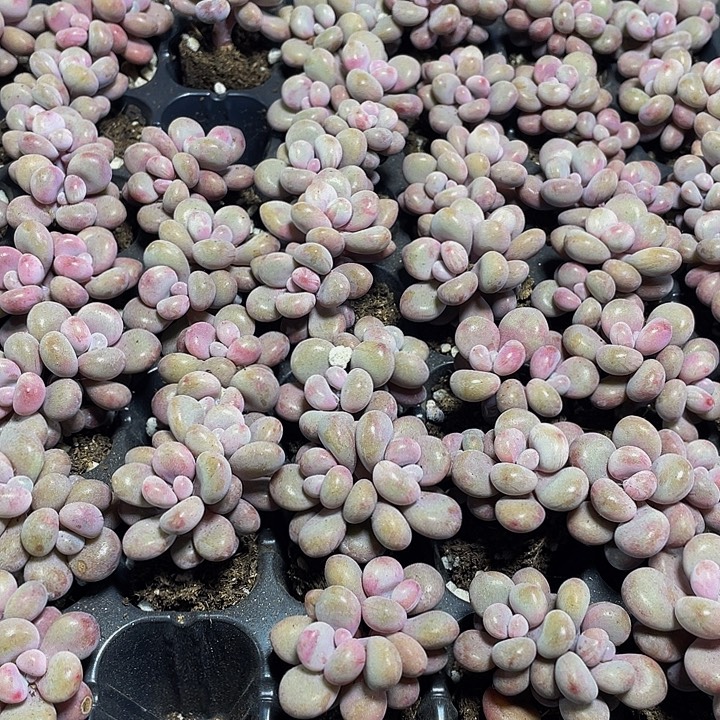 双头小桃蛋1元带土发货