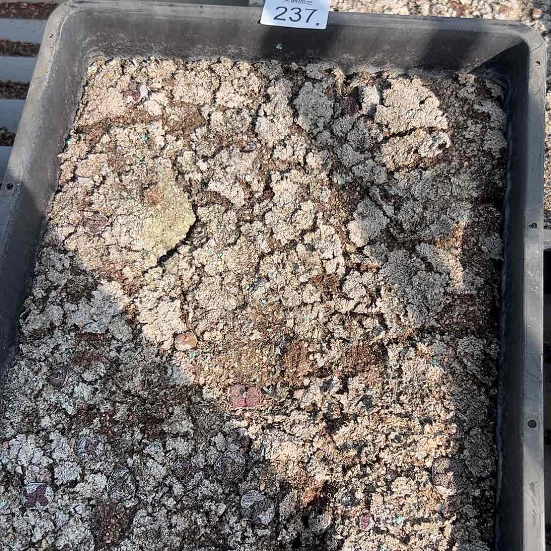 清框脱土发无售后默认有疤，237