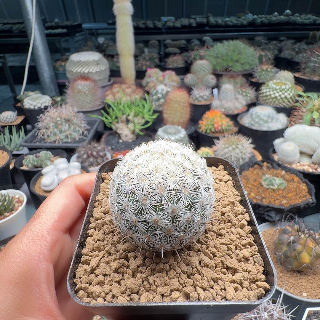 实生苍白旗变种脱土发货