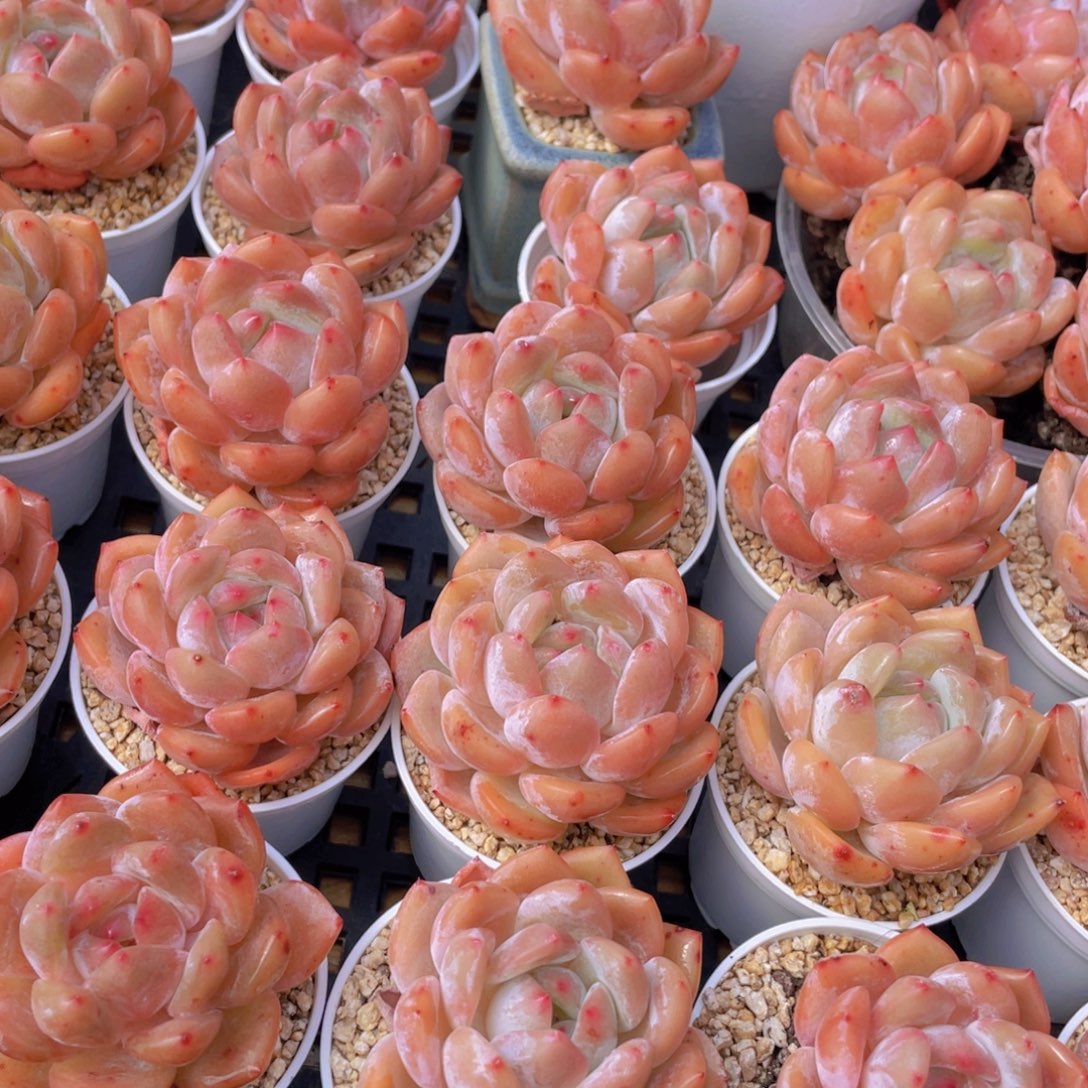 量拍66号 果冻韩版仙女橙单头5个