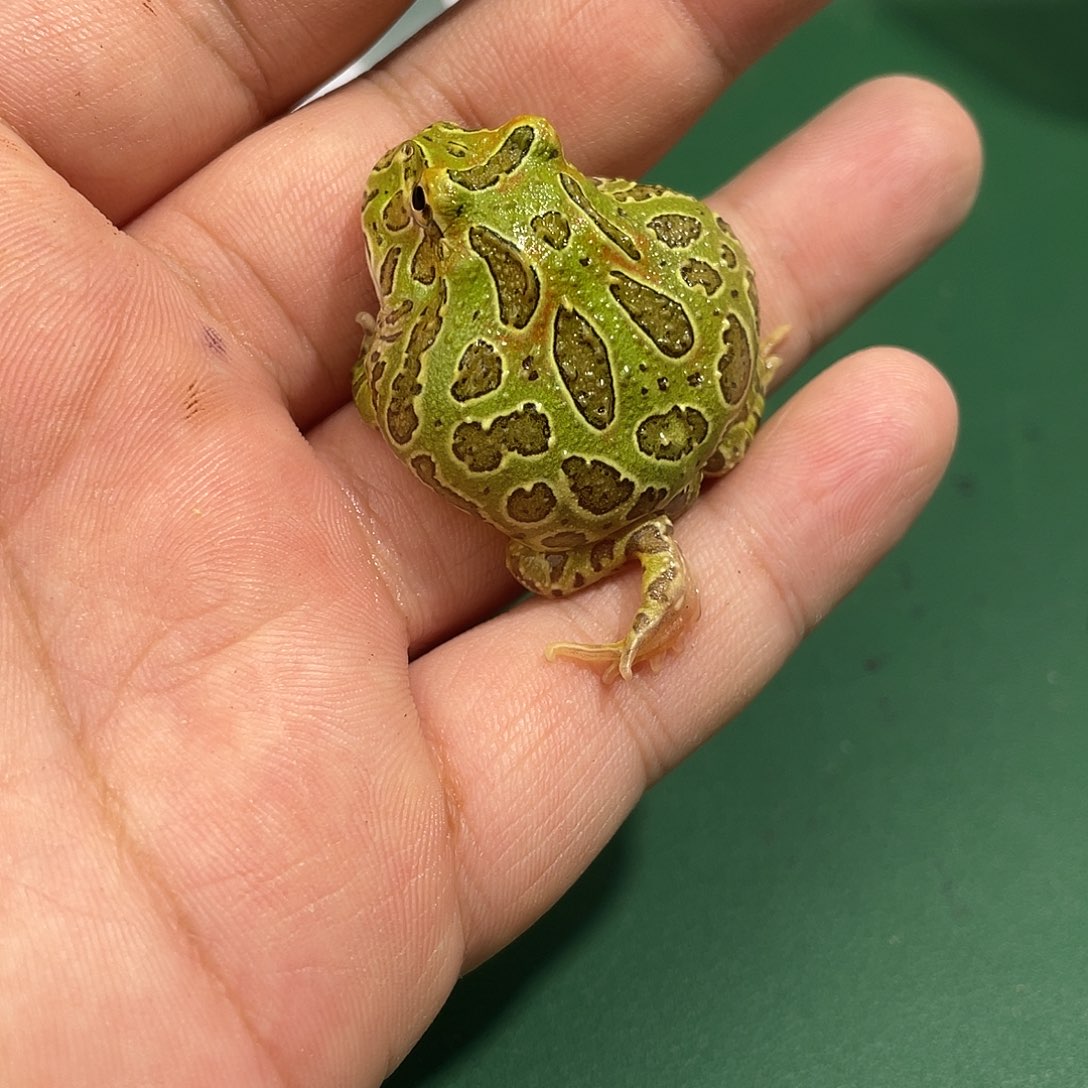 角蛙绿钟 11 到货拍摄开箱视频包邮包活