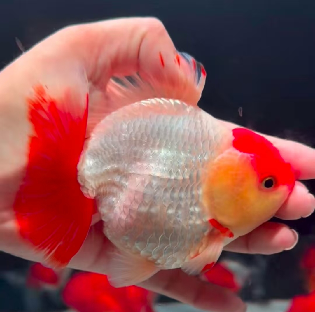 （全姐f1泰狮金鱼f1泰狮金鱼一鱼一价观赏鱼直播间为准