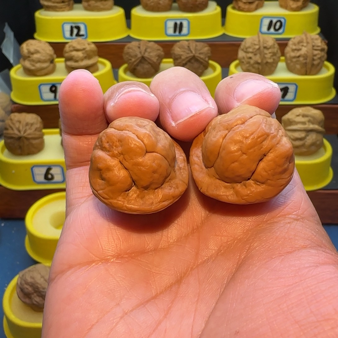 小***学把件桃核金刚鹦蟾