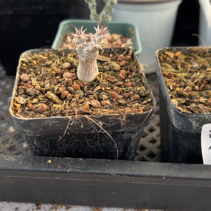 y***6宫实生，一物一拍带盆