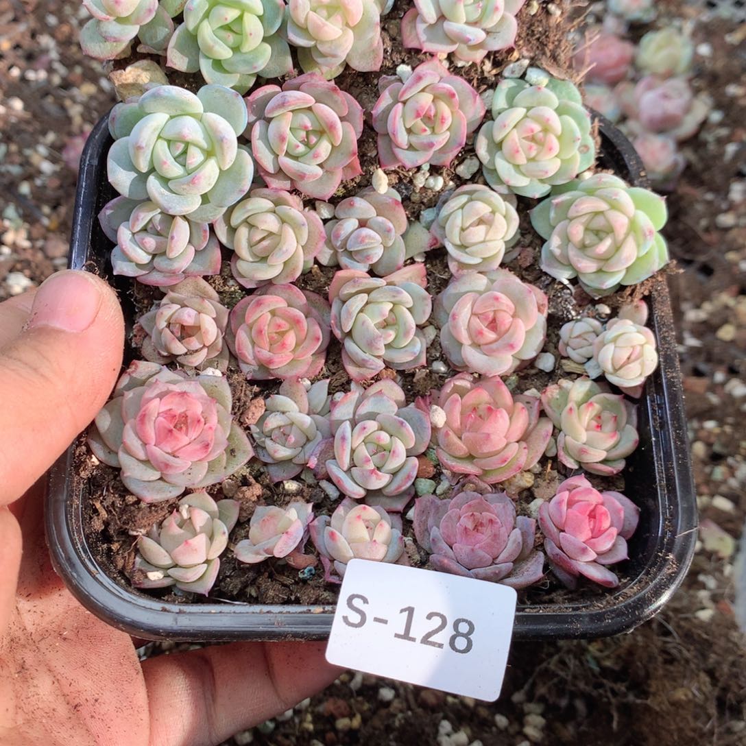 无花朵S128英语英语