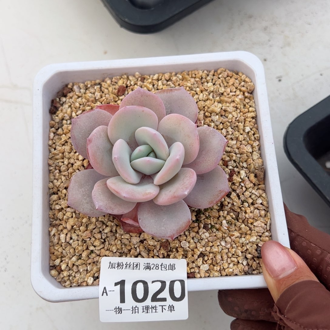 奶茶多肉多肉多肉多肉