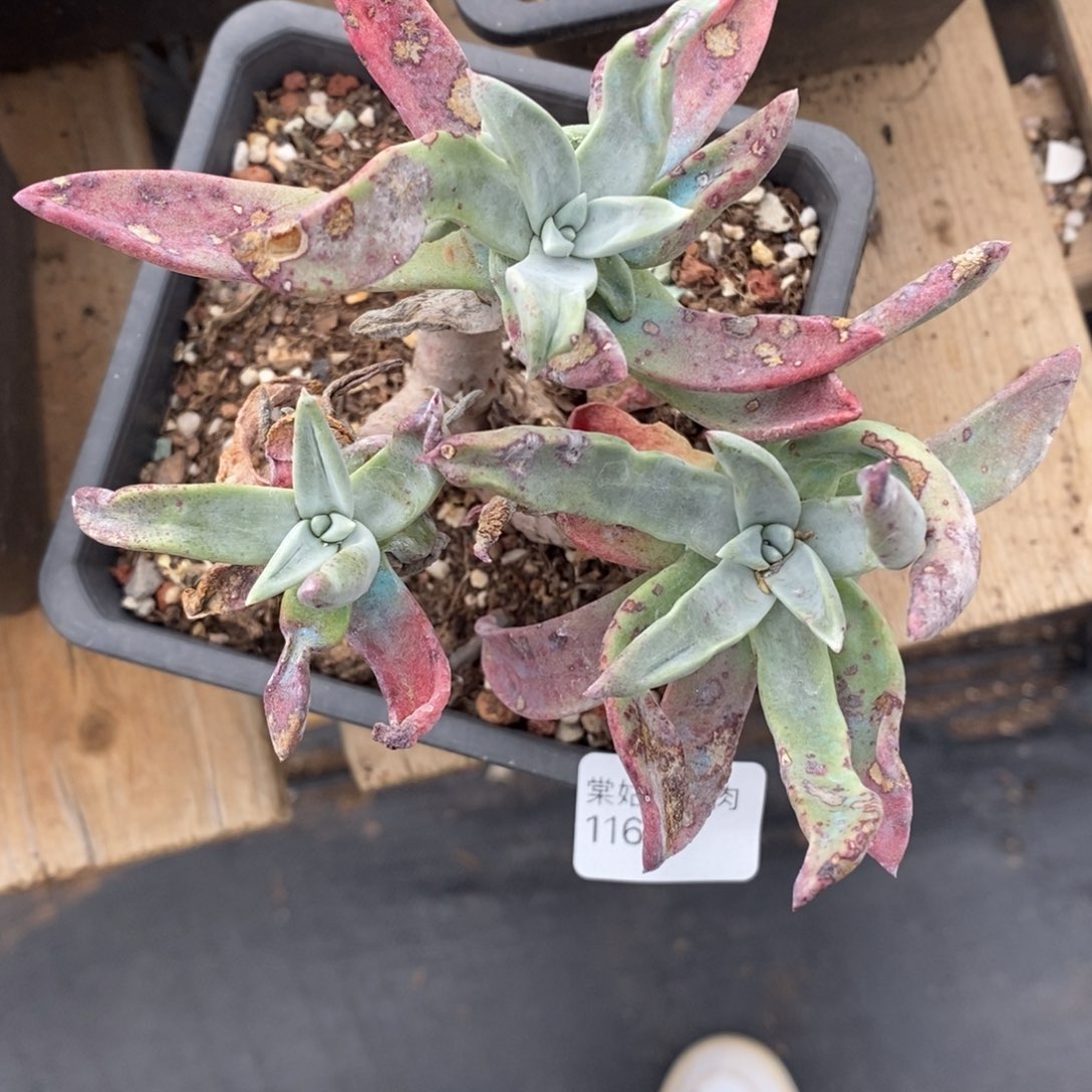 3号紫苹果叶小可爱