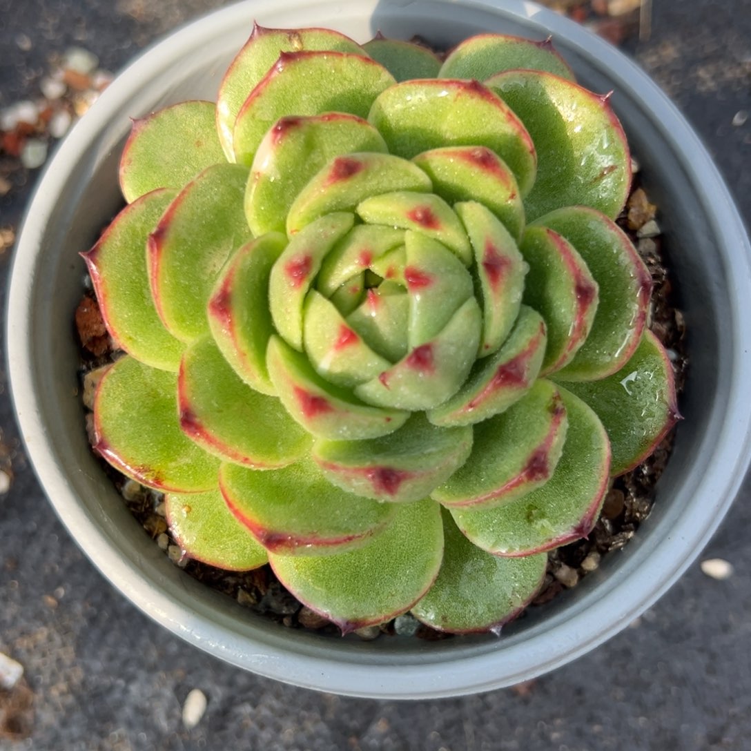 多肉植物一物一拍（110号）