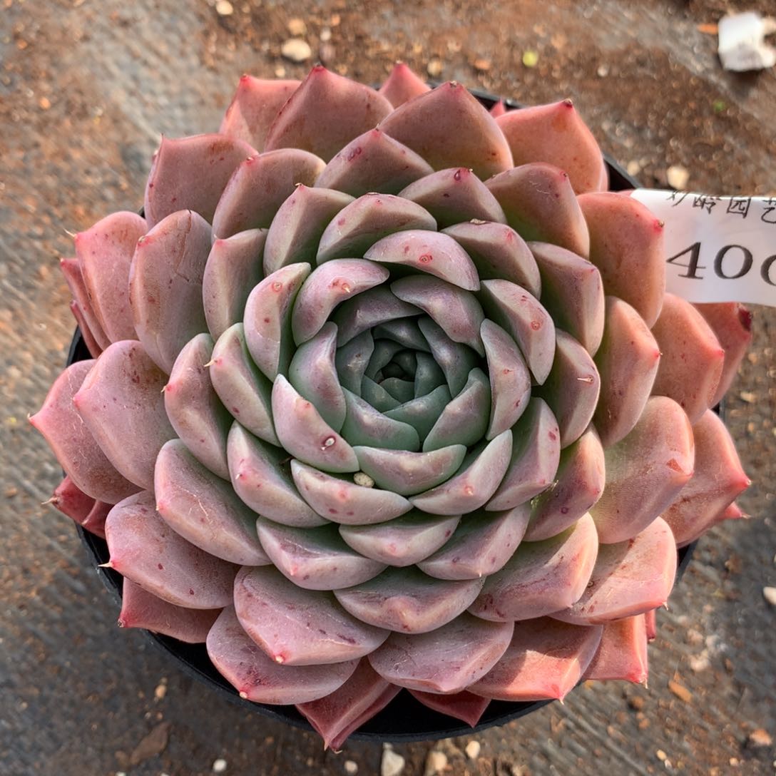 2400杂交精品基地11厘米