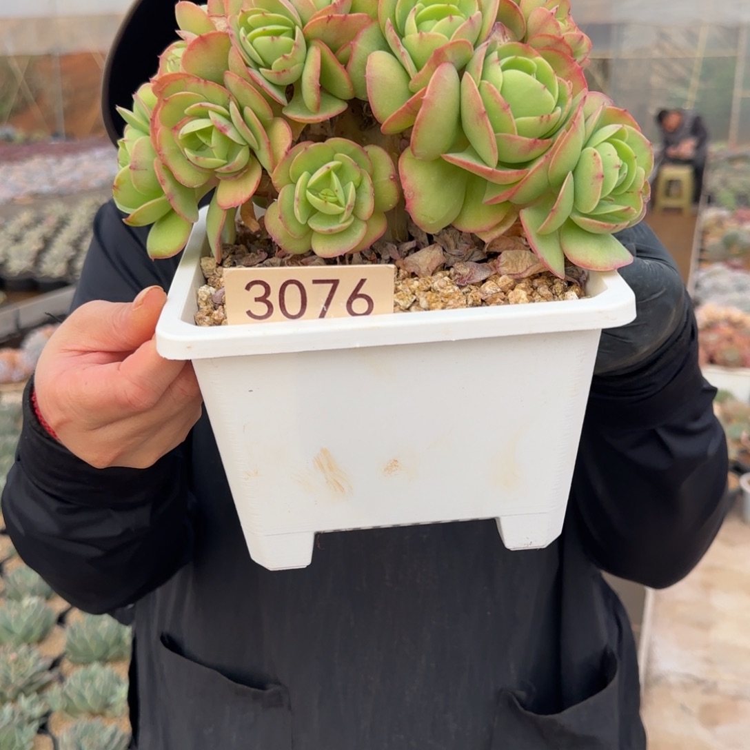 糖***子3076。      碧桃缀。    