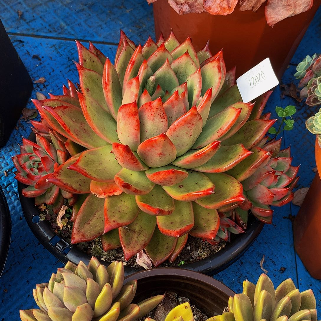 辉***    弗兰克多肉02027