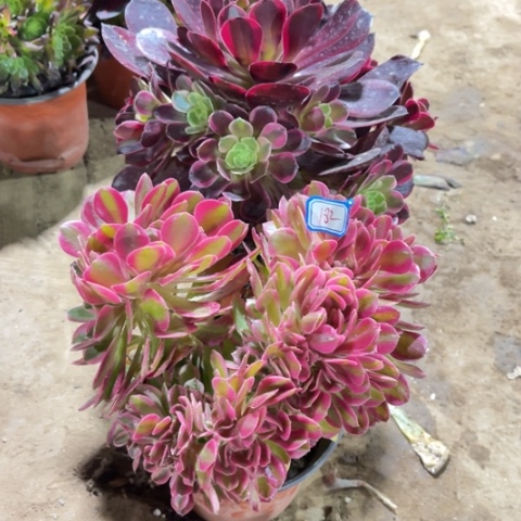 182多肉植物组合