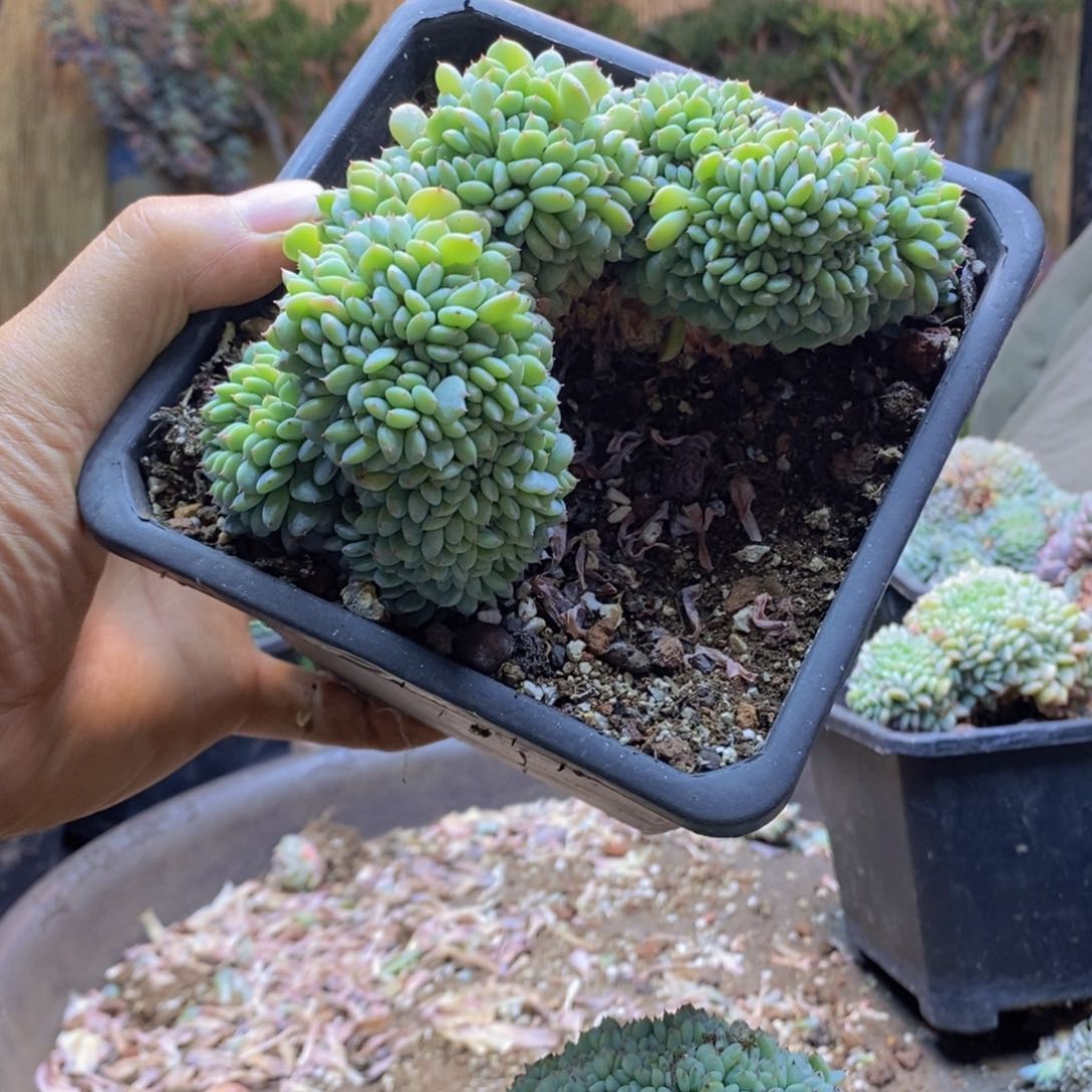 悦*A246号白胖子缀