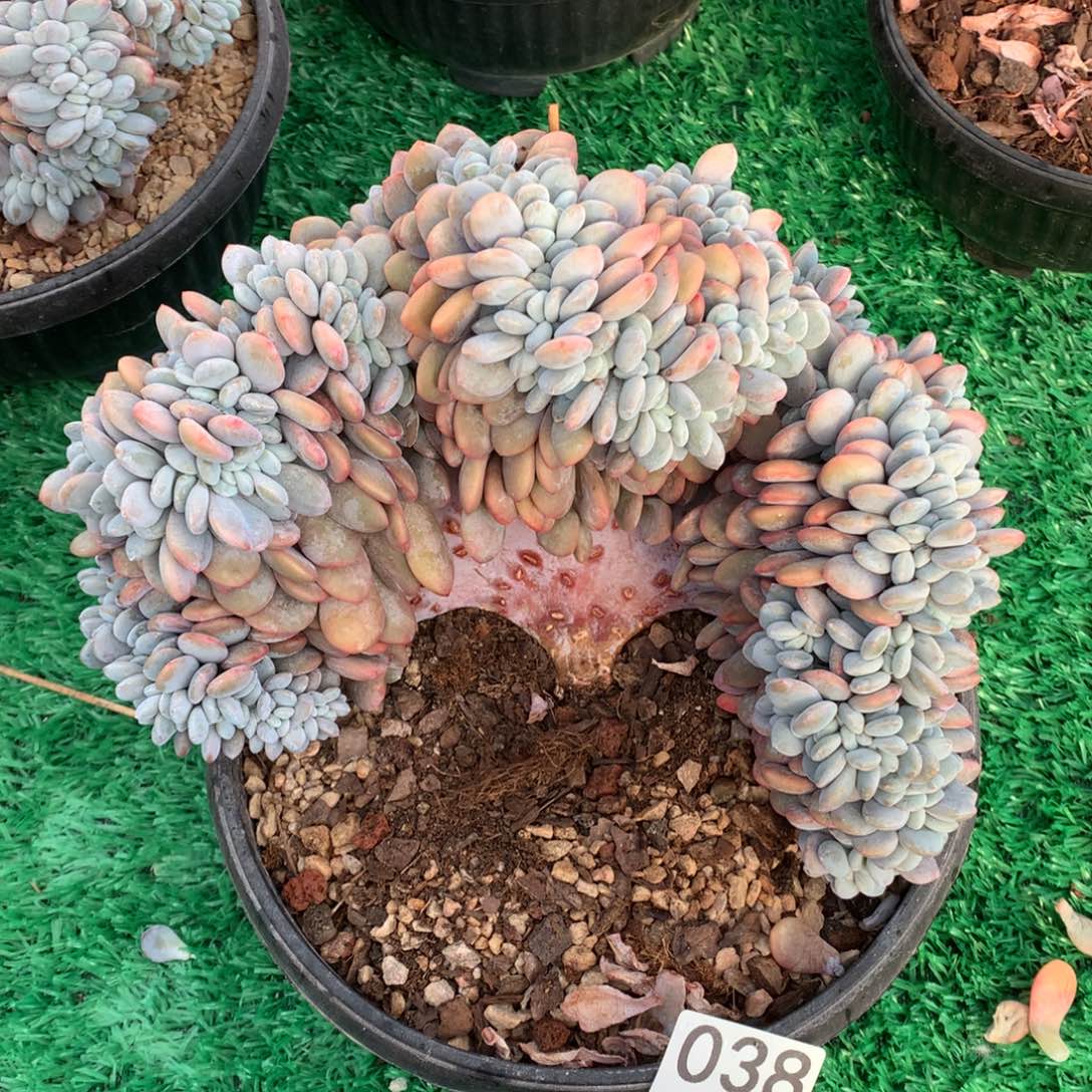 038粉兔缀多肉植物