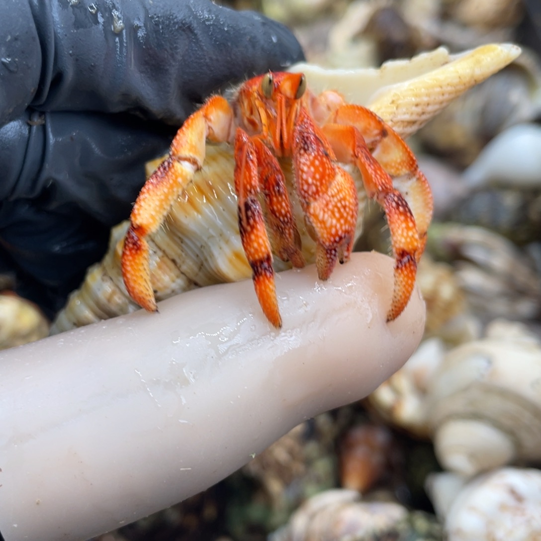 不退不换活体宠物36