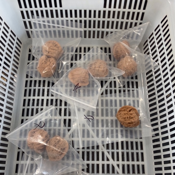 吊坠文玩核桃大七