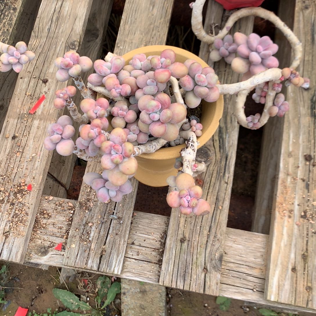 桃蛋老桩不带盆53号