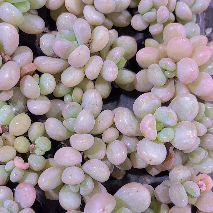 精品比尔盖茨群多肉植物