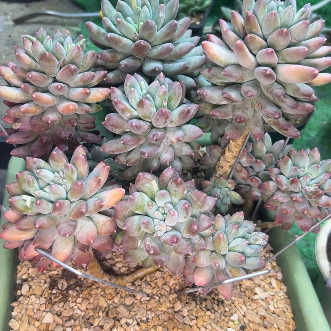 要***心星月菩提，一物一拍