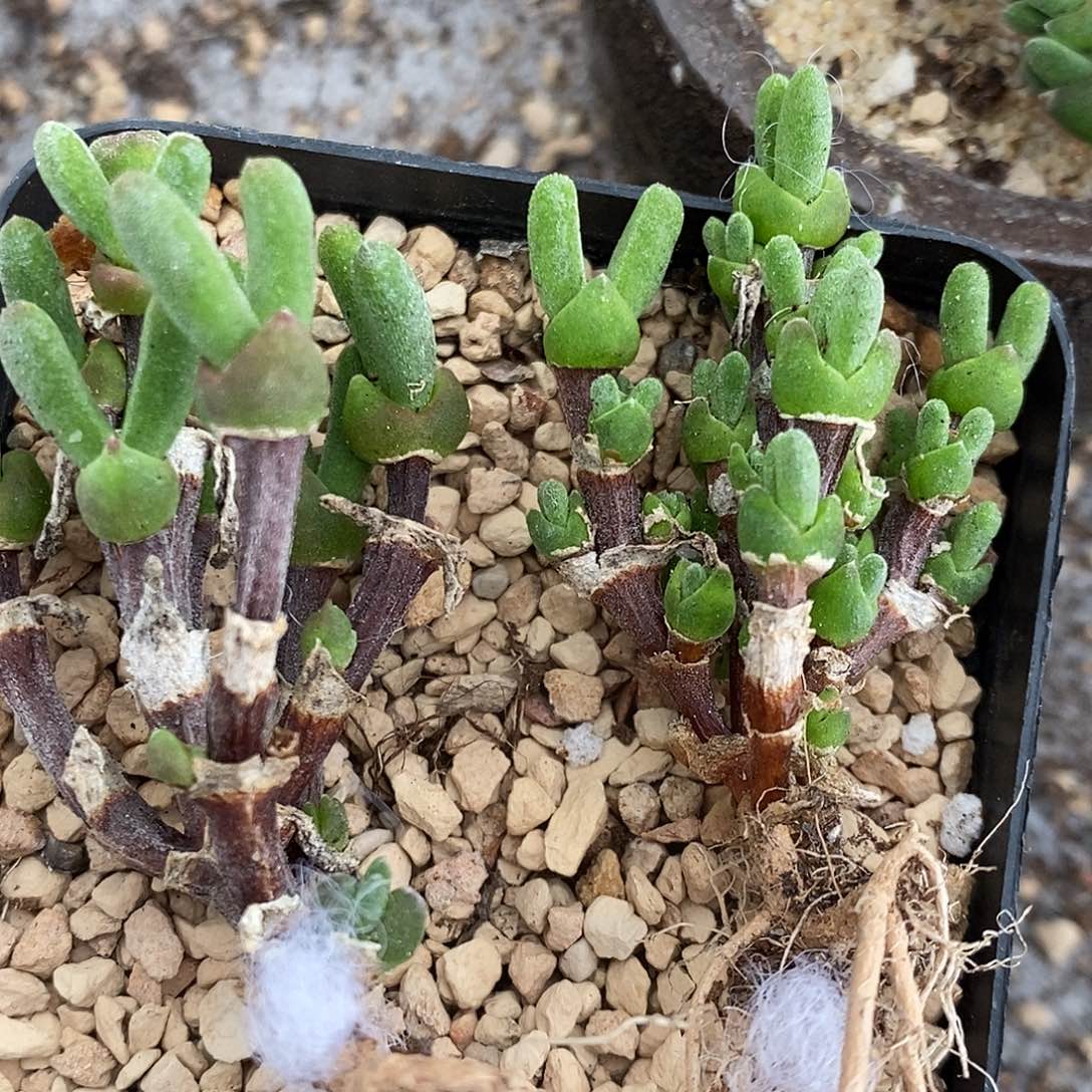 老桩兔子一颗。        