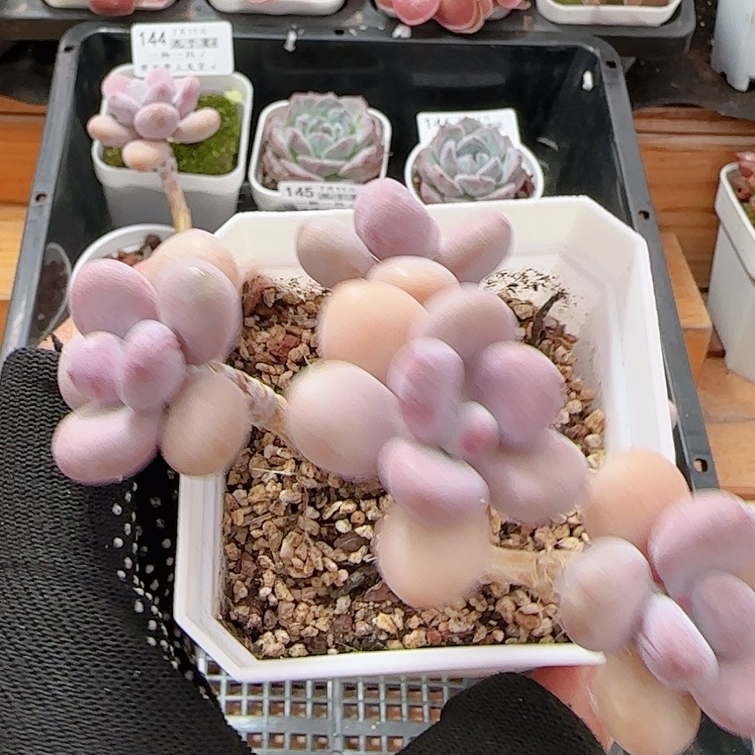 _***晚多肉0711-153桃蛋