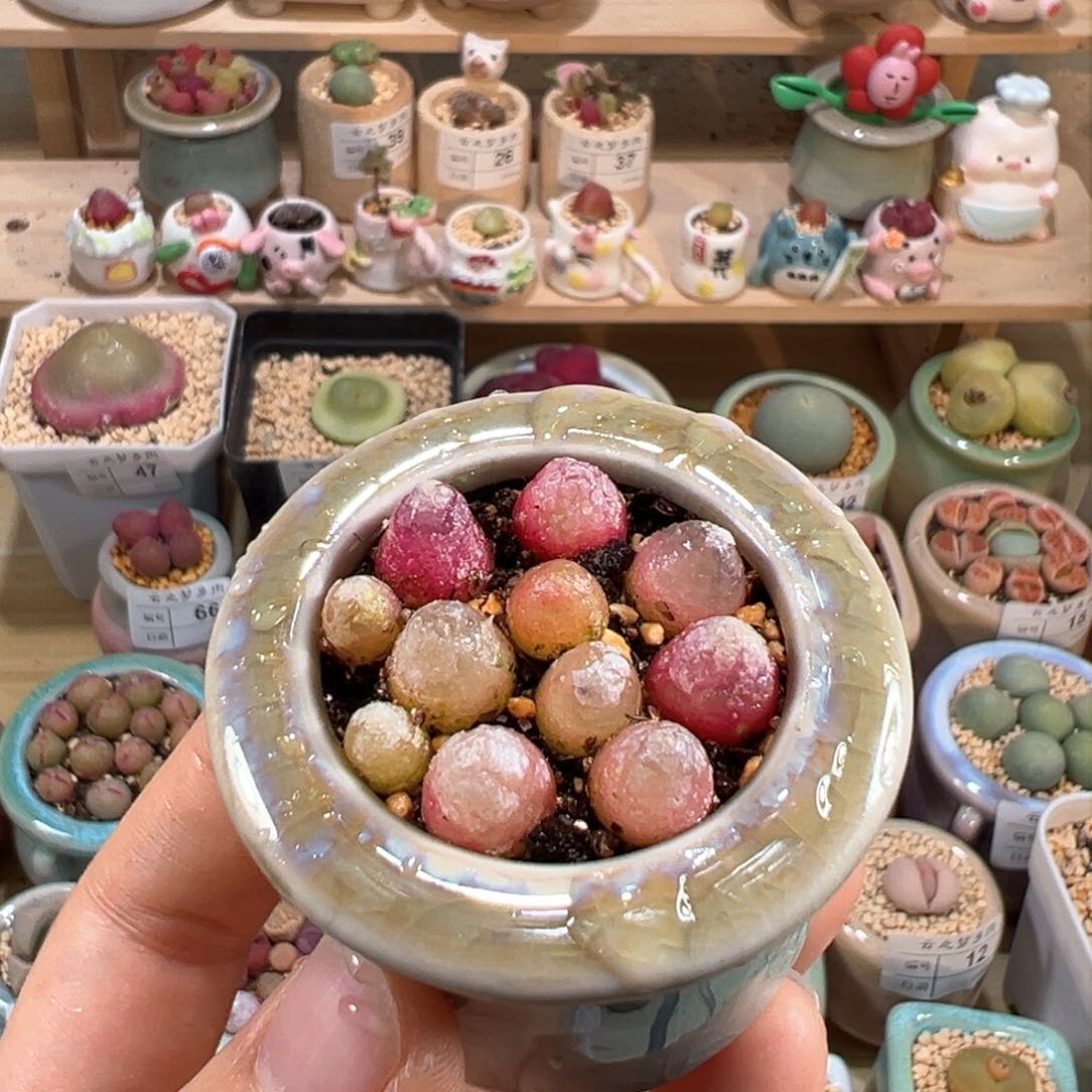 多肉植物79号灯泡