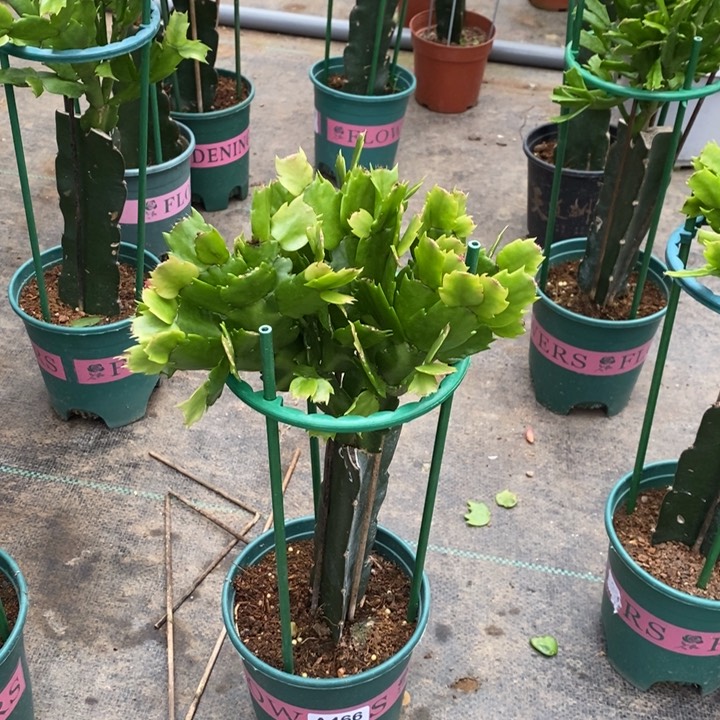 当前无花栽培后可以开花466嫁接063