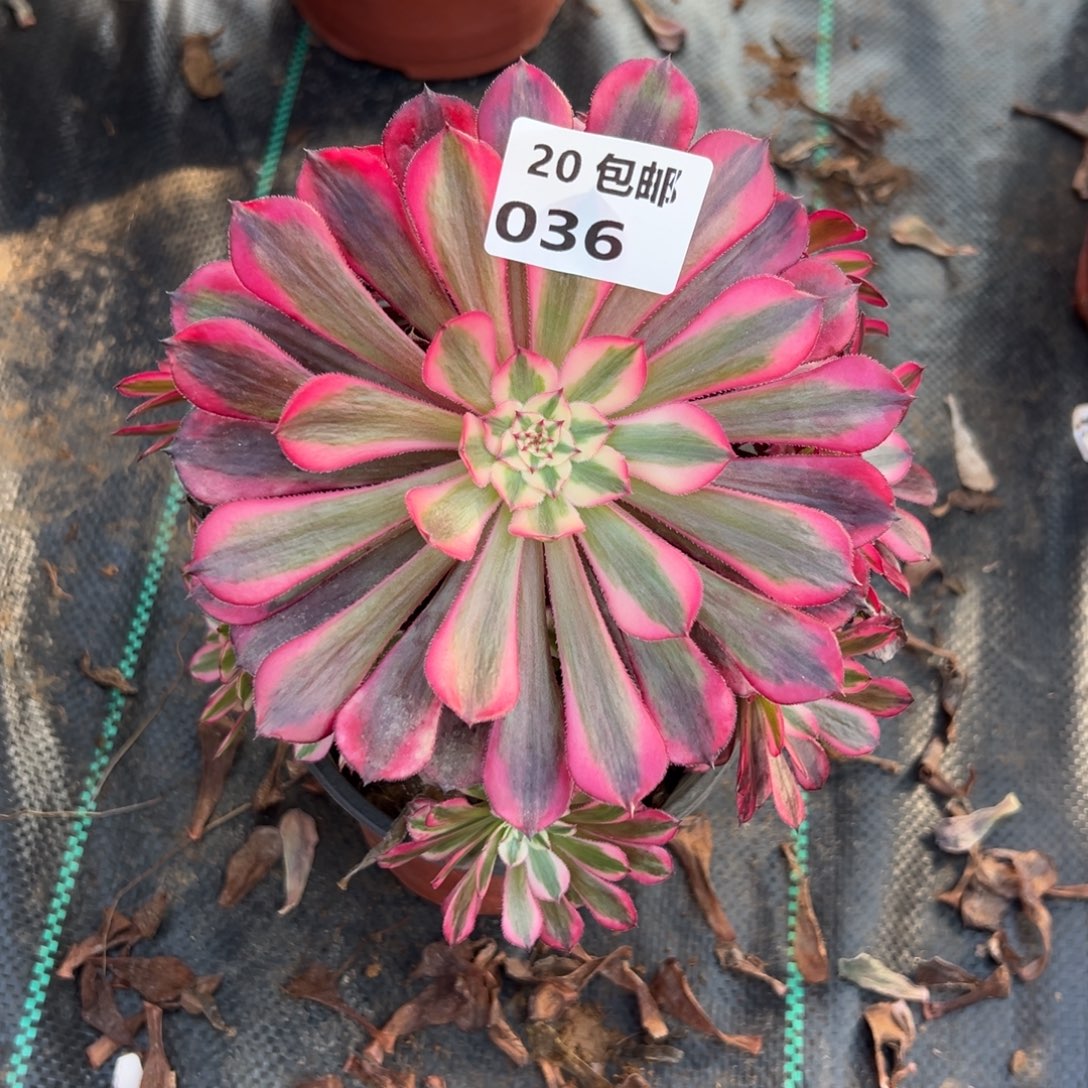 036红铜白，满20包邮嘟叮熊