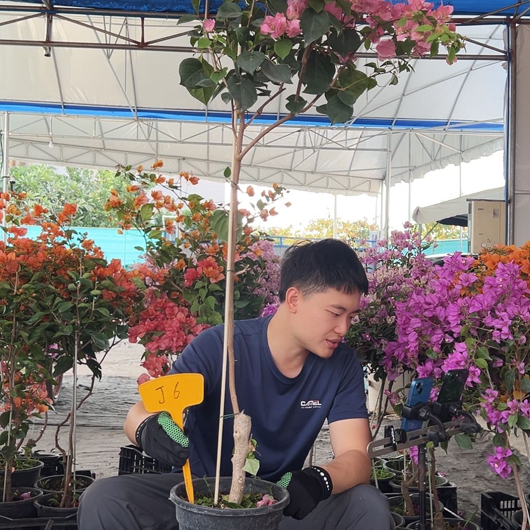 小***9大部分花苞少量开放J6红粉佳人