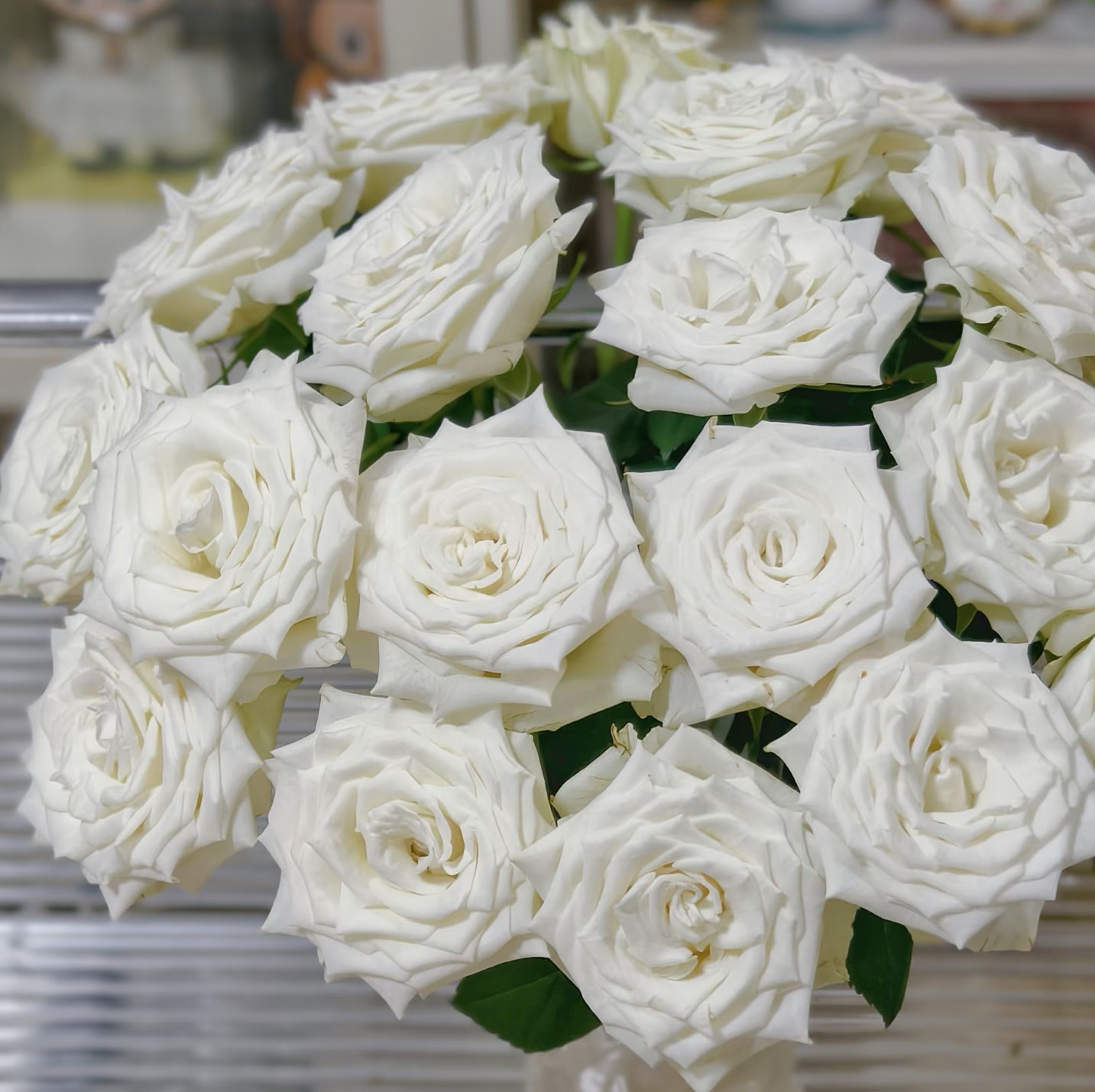 玉 帛 大2加仑根接悠悠花园精品盆栽月季 带盆带土发货