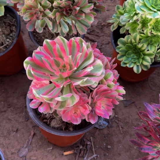 粉女巫10号棚9.9多肉植物