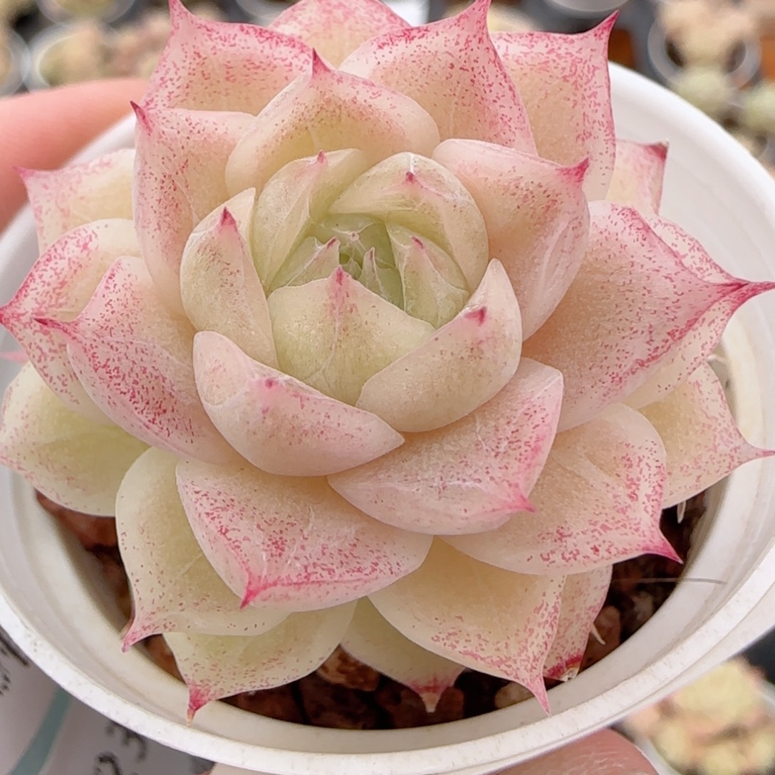 花语多肉1223-235