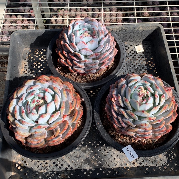 112815三个嗯嗯嗯嗯嗯嗯好喜欢