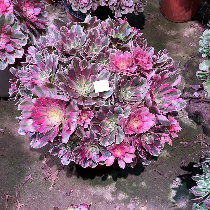 多肉植物男神00855