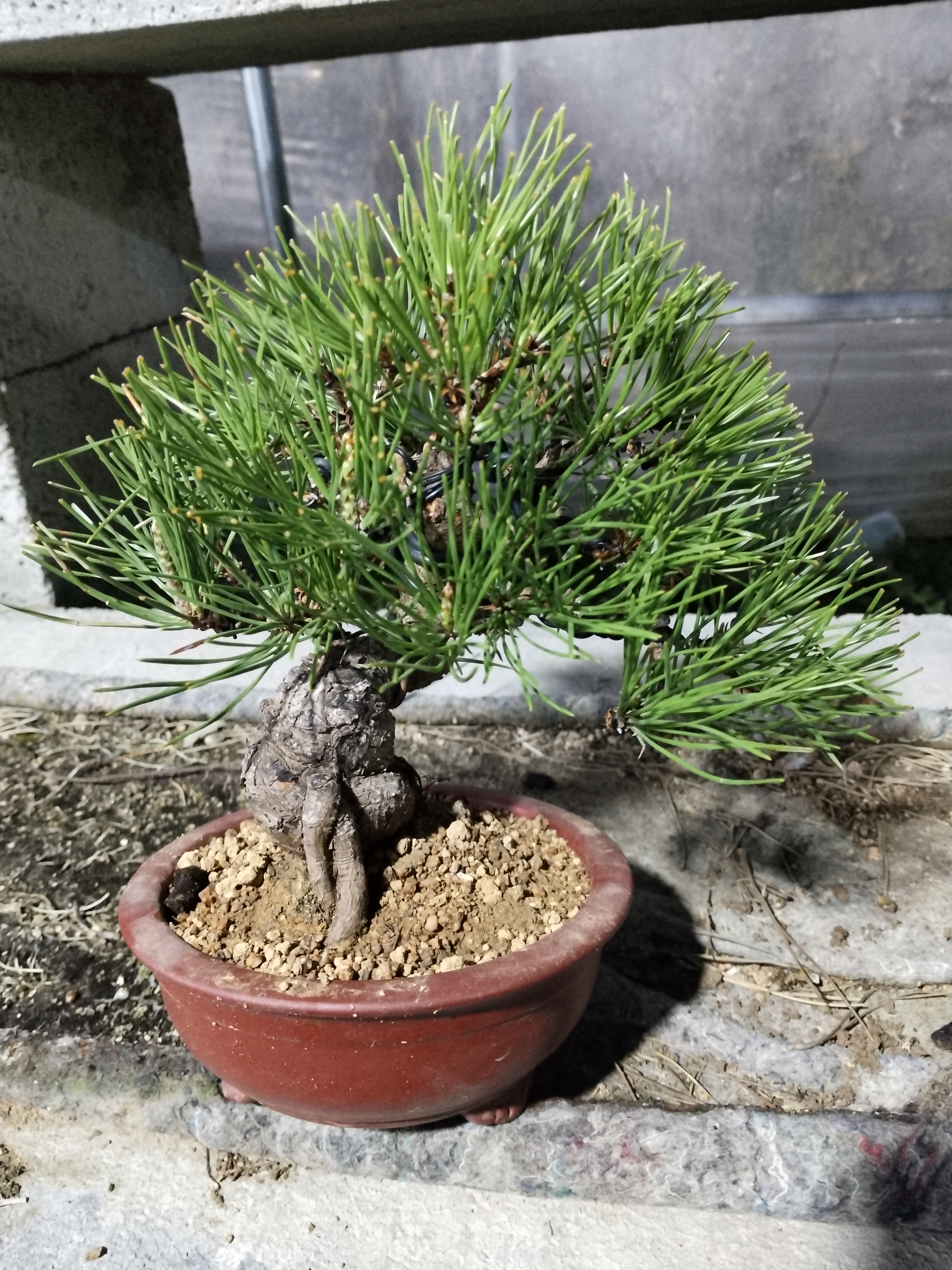 文人墨客黑松桃金娘盆景素材造型品种齐全造型美观木架包邮老桩