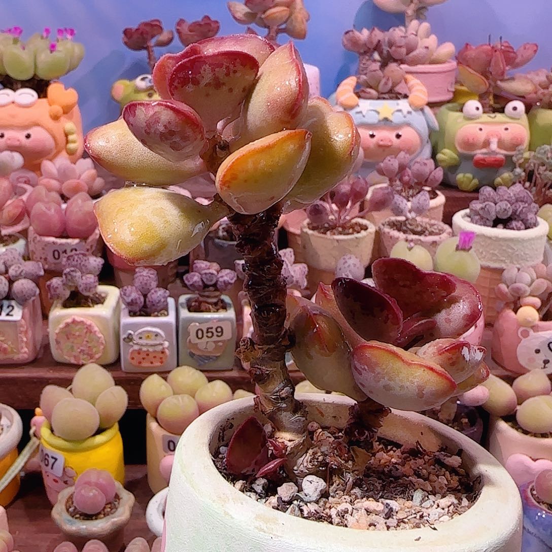 老桩爱心 盆口6cm